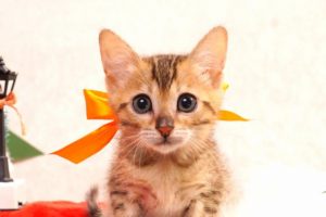 ベンガルの子猫2016年10月20日生まれ273番オレンジ君