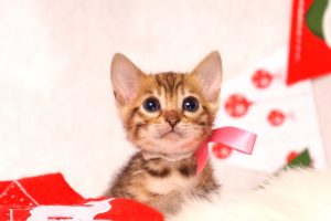 ベンガルの子猫 2016年11月3日生まれ　281番さくらちゃん