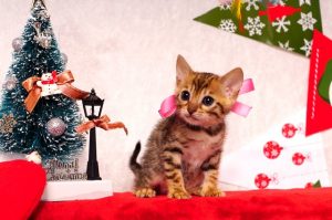 ベンガルの子猫 2016年11月3日生まれ　281番さくらちゃん