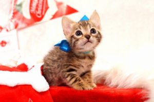 ベンガルの子猫2016年11月3日生まれ　280番あお君　オス