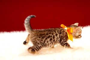 ベンガルの子猫2017年9月14日生まれ 406番オレンジちゃん