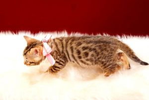ベンガルの子猫2017年9月14日生まれ 405番ピンクちゃん