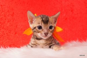 ベンガルの子猫2016年5月4日生まれ　230番オレンジ君
