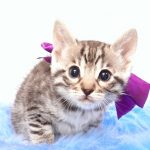 ベンガルの子猫2017年9月14日生まれ 404番むらさきちゃん