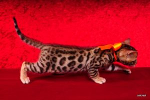 ベンガルの子猫2016年5月4日生まれ　230番オレンジ君