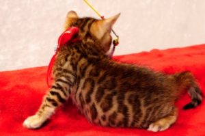 ベンガルの子猫 2016年11月3日生まれ　276番あかちゃん