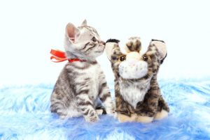 ベンガルの子猫 2017年9月14日生まれ 408番レッドちゃん　メス