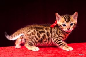 ベンガルの子猫2016年5月4日生まれ　231番レッド君