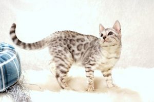ベンガルの子猫 2016年9月25日生まれ　282番シルバー君