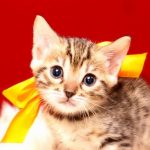 ベンガルの子猫2017年9月14日生まれ 406番オレンジちゃん