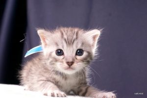 ベンガルの子猫2016年5月30日生まれ　233番ブルー君