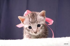 ベンガルの子猫2016年5月30日生まれ　236番ピンクちゃん