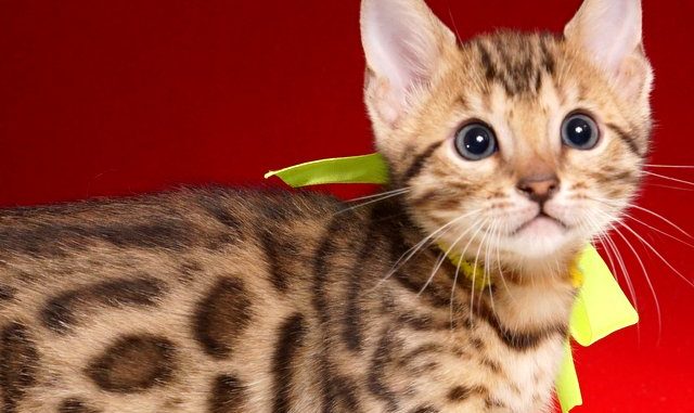 1-DSC02059 ベンガルの子猫2018/9/5生まれ562番きいろ君オス6