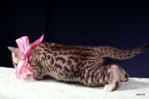 ベンガルの子猫2016年5月30日生まれ　236番ピンクちゃん