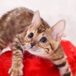 ベンガルの子猫 2016年11月3日生まれ　276番あかちゃん