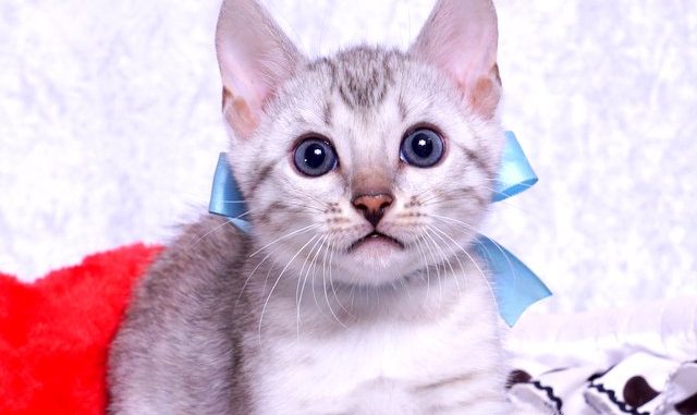 1-DSC02183 ベンガルの子猫2018/9/5生まれ560番みずいろ君オス6