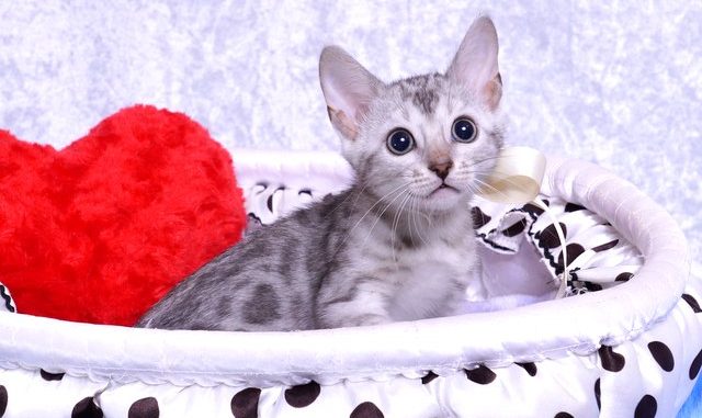 1-DSC02193 ベンガルの子猫2018/9/5生まれ559番しろちゃんメス1