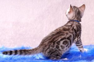 ベンガルの子猫2016年11月25日生まれ　307番ブルー君