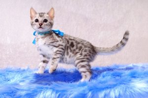 ベンガルの子猫2016年11月25日生まれ　307番ブルー君