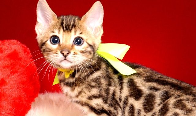1-DSC02518 ベンガル子猫 2018/9/22生まれ 570番イエローちゃん メス2-1