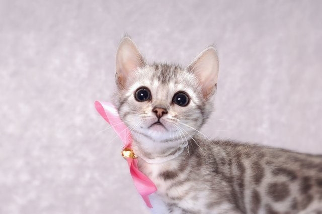ベンガルの子猫 2016年9月25日生まれ　311番ピンクちゃん