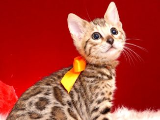 ベンガル子猫 2018/9/15生まれ 564番オレンジ メス1