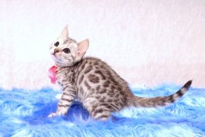 ベンガルの子猫 2016年9月25日生まれ　311番ピンクちゃん