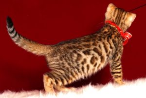 ベンガルの子猫販売中のベンガル子猫 2018/9/15生まれ 563番レッド4