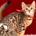 ベンガルの子猫販売中のベンガル子猫 2018/9/15生まれ 563番レッド5