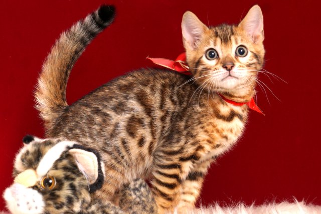 ベンガルの子猫販売中のベンガル子猫 2018/9/15生まれ 563番レッド5