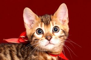 ベンガルの子猫販売中のベンガル子猫 2018/9/15生まれ 563番レッド6