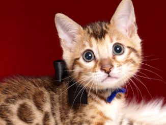 ベンガルの子猫 2018/10/4生まれ 588番ブラック君 オス3