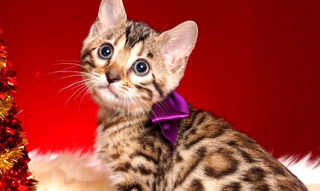 1-DSC02814 ベンガルの子猫 2018/10/4生まれ 587番パープルちゃん メス6