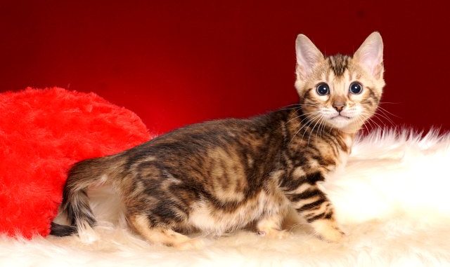 1-DSC02856 ベンガルの子猫 2018/10/4生まれ 585番ピンクちゃん メス1