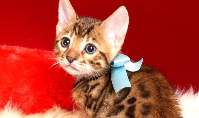 1-DSC02957 ベンガルの子猫 2018/10/8生まれ 574番アクア君 オス1