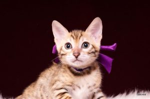 ベンガルの子猫2016年5月17日生まれ 253番ムラサキちゃん