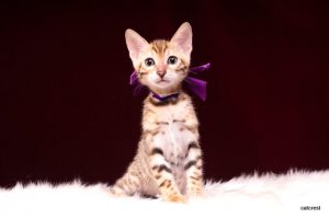 ベンガルの子猫2016年5月17日生まれ 253番ムラサキちゃん