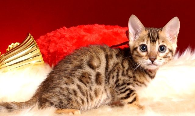 ベンガルの子猫 2018/10/8生まれ 572番レッドちゃん メス1