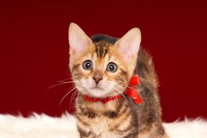 ベンガルの子猫 2017年1月5日生まれ　306番あかちゃん