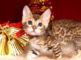 ベンガルの子猫 2018/10/1生まれ 582番レッドちゃん メス4