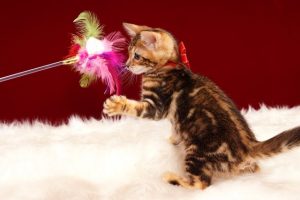 ベンガルの子猫 2017年1月5日生まれ　306番あかちゃん