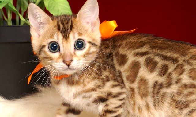 1-DSC03262 ベンガルの子猫 2018/10/1生まれ 580番オレンジちゃん メス2
