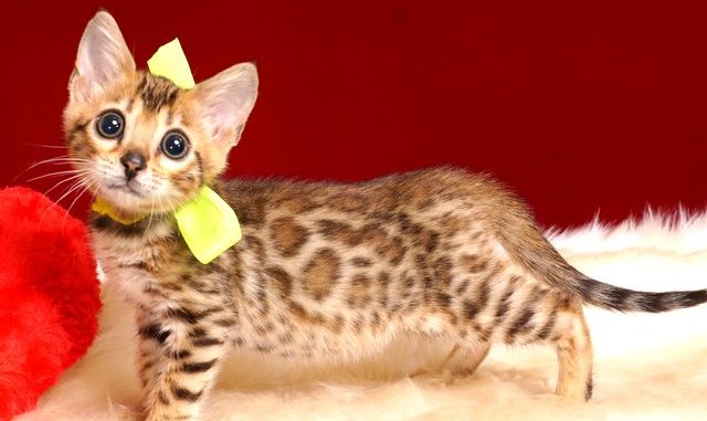 1-DSC03317 ベンガルの子猫 10/1生まれ 583番イエロー君 オス4