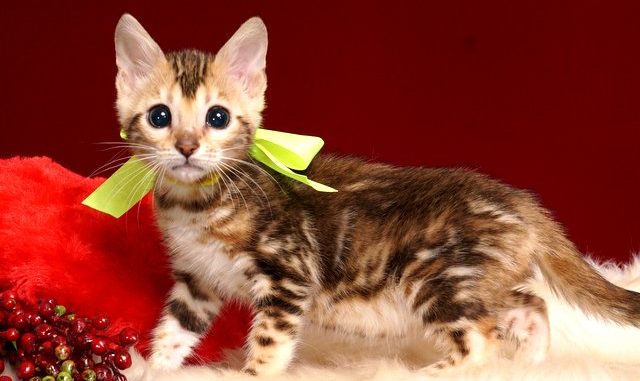 1-DSC03358 ベンガルの子猫 10/10生まれ 590番イエローちゃん メス1