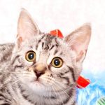 ベンガルの子猫2017年9月14日生まれ 408番レッドちゃん