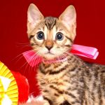 ベンガルの子猫 10/11生まれ 592番ピンクちゃん メス1