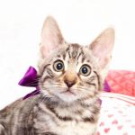 ベンガルの子猫2017年9月14日生まれ 404番むらさきちゃん