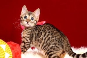 ベンガルの子猫 10/11生まれ 592番ピンクちゃん メス2