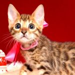 ベンガルの子猫 10/14生まれ 578番ピンクちゃん メス1