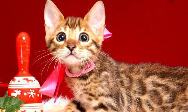 ベンガルの子猫 10/14生まれ 578番ピンクちゃん メス1